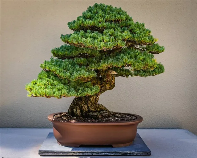A carefully styled bonsai tree